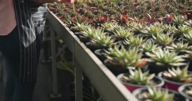 Sera fidanlığındaki bitkileri incelerken tablet kullanan önlüklü çeşitli bahçıvanlar. Tarım, botanikçiler, bahçıvanlık, tarım, organik, teknoloji