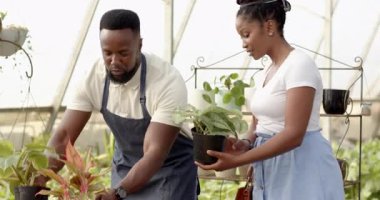 Afro-Amerikalı adam ve müşteri serada bitki bakımını tartışıyor, saksı bitkileri tutuyorlar. Bahçıvanlık, bahçıvanlık, takım çalışması, işbirliği, tarım, sürdürülebilirlik