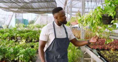 Önlüklü Afro-Amerikan bir adam serada yürüyor, etrafı bitkilerle çevrili. Bahçıvanlık, bahçıvanlık, tarım, tarım, tarım, doğa