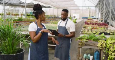 Kot önlüklü Afrikalı Amerikalı kadın serada bitkilerle ilgileniyor. Bahçıvanlık, bahçıvanlık, tarım, tarım, tarım, çiçekçilik, botanik.