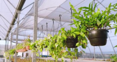 Asılan bitkiler serada gelişiyor, canlı yeşil yapraklar sergileniyor. Bahçecilik, bahçıvanlık, botanik, yaprak, yemyeşil, doğa.