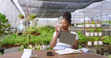 Afro-Amerikalı kadın tablet kullanıyor ve serada kahve içiyor. Bahçıvanlık, teknoloji, bahçıvanlık, rahatlama, yaşam tarzı, çeşitlilik