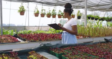 Afro-Amerikalı kadın serada tablet kullanıyor, fabrikaları ve envanterleri yönetiyor. Tarım, afro saç, teknoloji, tarım, organik, bahçecilik