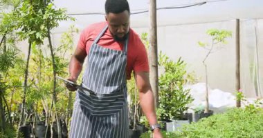 Afro-Amerikalı bir adam, tabletle serada bitkilerle ilgileniyor. Bahçıvanlık, bahçıvanlık, teknoloji, tarım, sürdürülebilirlik, tarım