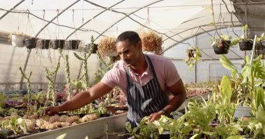 Seradaki bahçıvan bitkilerle ilgileniyor, önlük giyiyor ve işine odaklanıyor. Bahçıvanlık, bahçıvanlık, tarım, tarım, tarım, organik, tarım