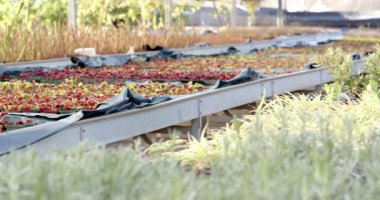 Yeşiller fidanlıkta gelişiyor, serada canlı büyüme ve çeşitlilik sergiliyor. Botanik, bahçıvanlık, bahçıvanlık, tarım, yeşillik, biyolojik çeşitlilik.