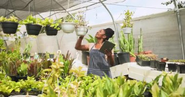 Afro-Amerikalı kadın elinde tablet tutarak sera fidanlığındaki bitkileri kontrol ediyor. Tarım, teknoloji, tarım, bahçıvanlık, sürdürülebilirlik, teftiş