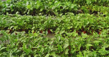 Sera fidanlığında yemyeşil bitkiler yetişiyor, canlı bir büyüme sergiliyorlar. Botanik, bahçıvanlık, yeşillik, tarım, ekoloji.