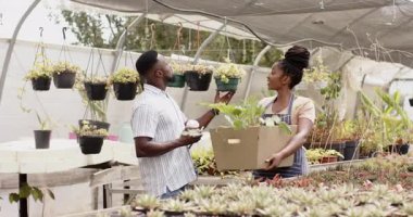Afrikalı bahçıvanlar serada bitki seçiyor, kutu taşıyor ve seçenekleri tartışıyorlar. Bahçıvanlık, bahçıvanlık, tarım, takım çalışması, işbirliği, tartışma