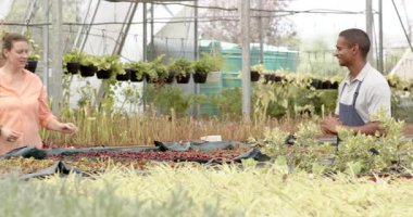 Serada çiçeklerle ilgilenen, gülümseyen ve iş arkadaşıyla yakınlaşan bir kadın. Bahçıvanlık, takım çalışması, bahçıvanlık, işbirliği, tarım, botanik
