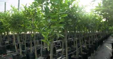 Güneş ışığı seradaki genç narenciye ağaçlarının arasından parlıyor. Tarım, bahçıvanlık, fidan, tarım, bahçıvanlık, büyüme