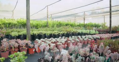 Yeşiller yemyeşil ve renkli sulu bitkiler canlı serada yetişiyor. Botanik, bahçıvanlık, yeşillik, bahçıvanlık, tarım, yayılma.