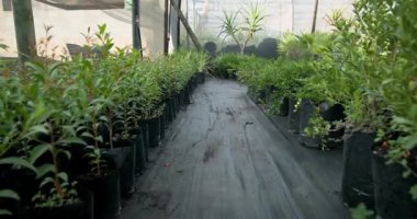 Sera fidanlığında yetişen ve doğal ışıkta gelişen genç bitkiler. Bahçecilik, fidanlar, büyüme, organik, sürdürülebilirlik, tarım