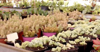 Serada yetişen sulu ve kaktüslerin çeşitliliği. Bahçecilik, bitkiler, bahçıvanlık, botanik, tarım, yeşillik