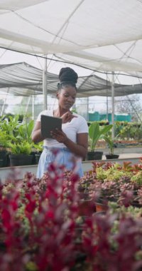 Dikey video: Afro-Amerikan kadın serada tablet kullanıyor, bitkileri odaklı yönetiyor. Tarım, tarım, teknoloji, yönetim, sürdürülebilirlik, bahçıvanlık