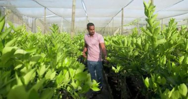 Serada genç bitkilerle ilgilenen, yaprakları dikkatlice inceleyen bir adam. Bahçıvanlık, bahçıvanlık, botanik, tarım, yetiştirme