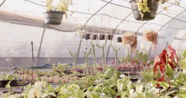 Serada yemyeşil bitkiler serada yetişiyor ve yukarıdaki saksılarda asılı duruyor. Bahçıvanlık, bahçıvanlık, tarım, yeşillik, botanik