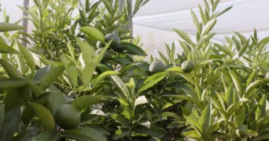 Green citrus plants growing in greenhouse, thriving under controlled environment. Horticulture, cultivation, sustainability, agriculture, botany, greenery