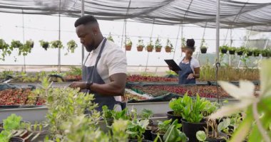 Afro-Amerikalı adam serada tablet kullanıyor, saksı bitkilerini kontrol ediyor. Bahçıvanlık, bahçıvanlık, teknoloji, teftiş, tarım, tarım