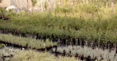 Çocuk bahçesindeki saksılarda yetişen bitkiler, seradaki yemyeşil sera ve çiçeklerin sergilendiği sera. Bahçecilik, bahçıvanlık, çiçekçilik, yeşillik, saksı, çiçek.