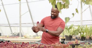 African American man tending plants in greenhouse, holding small potted plant. Gardening, agricultural, horticulture, growth, cultivation, botany