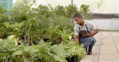 Woman in apron using smartphone while inspecting plants in greenhouse nursery. Gardening, horticulture, agriculture, technology, inspection, sustainability