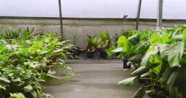 Yeşil bitkiler seradaki saksılarda gelişiyor, canlı bir büyüme sergiliyorlar. Botanik, bahçıvanlık, yeşillik, tarım, doğa.