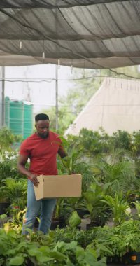 Dikey video: Serada bitkilerle dolu kutu taşıyan bir adam, özenle asılmış saksıları düzenliyor. Bahçıvanlık, bahçıvanlık, botanik, ekim, tarım, yeşillik.