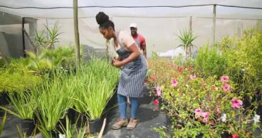 Önlüklü Afrikalı kadın bitki yetiştirme serasında yürürken tablet kullanıyor. Tarım, bahçıvanlık, teknoloji, tarım, bahçıvanlık, botanikçilik.