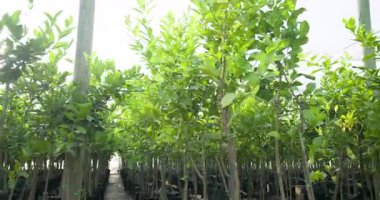 Yeşillikte yetişen yemyeşil bitkiler, serada, güneş ışığı altında gelişiyorlar. Botanik, Bahçecilik, Bahçecilik, Yeşillik, Yeşillik