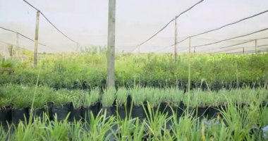 Çocuk odasında büyüyen yemyeşil bitkiler koruyucu ağ altında, güneş ışığında serada gelişiyorlar. Bahçıvanlık, bahçıvanlık, botanik, tarım, bitki örtüsü, sera