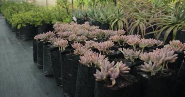 Yeşil bitkiler çocuk odasındaki siyah saksılarda seradaki yemyeşil yaprakları sergiliyorlar. Bahçecilik, bahçıvanlık, yeşillik, büyüme, dekoratif, manzara