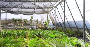 Yeşil yemyeşil bitkiler serada doğal güneş ışığı altında büyüyorlar. Botanik, bahçıvanlık, sürdürülebilirlik, büyüme, yeşillik, bahçıvanlık