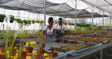 Bitkiler hakkında konuşmak, Afrikalı Amerikalı adam ve müşteri serada sera ile çevrili. Bahçıvanlık, bahçıvanlık, botanik, takım çalışması, sürdürülebilirlik, biyolojik çeşitlilik