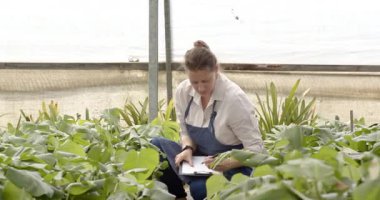 Önlüklü bir kadın saksı çiçeği tutuyor, serada çalışıyor. Bahçıvanlık, bahçıvanlık, bitki bakımı, tarım, çiçekçilik