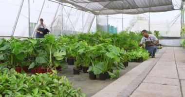 Seradaki bitkilerle ilgilenen, büyümeyi kontrol eden ve not alan çeşitli işçiler. Tarım, tarım, bahçıvanlık, tarım, sürdürülebilirlik, tarım