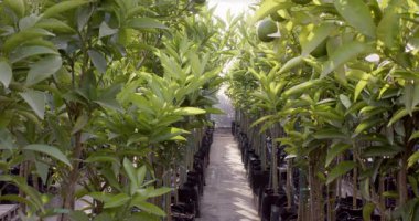 Serada yetişen yeşil narenciye ağaçları canlı yapraklar ve meyveler sergiliyor. Tarım, bahçıvanlık, bahçıvanlık, botanik, tarım, yeşillik.