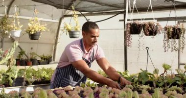 Önlüklü bahçıvan seradaki bitkilerle ilgileniyor, büyümeye odaklanmış. Bahçıvanlık, bahçıvanlık, tarım, tarım, doğa, sürdürülebilirlik