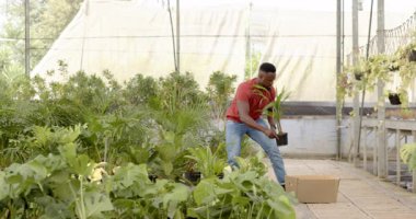 Afrika kökenli Amerikalı bir adam serada bitkilerle dolu bir kutu taşıyor, işine odaklanıyor, fotokopi çekiyor. Bahçıvanlık, tarım, botanik, bahçıvanlık, ekme, yetiştirme