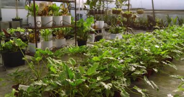 Gelişen yeşil bitkiler büyümek için sera fidanlığında canlı yapraklar sergiliyor. Botanik, bahçıvanlık, tarım, bereket, bitki örtüsü, bahçıvanlık.