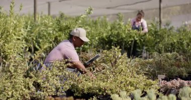 Çocuk yuvasında bahçıvanlık, bitkilerle ilgilenen çeşitli işçiler ve serada envanter için tablet kullanma. Bahçecilik, peyzaj, teknoloji, takım çalışması, tarım, sera