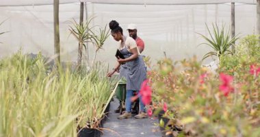 Serada, önlüklü bahçıvanlar bitki bakım tekniklerini tartışıyorlar. Bahçıvanlık, bahçıvanlık, tarım, takım çalışması, botanik, yeşillik
