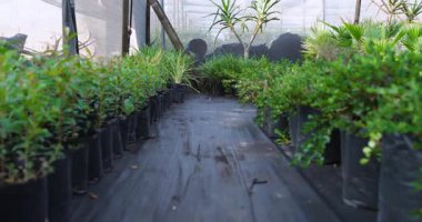 Sırayla büyüyen yemyeşil bitkiler serada gelişiyor. Bahçıvanlık, tarım, bahçıvanlık, çevre düzenlemesi, büyüme, tarım