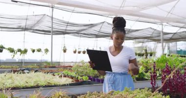 African American woman holding clipboard inspecting plants in greenhouse nursery. Agriculture, horticulture, inspection, sustainability, botanist, cultivation