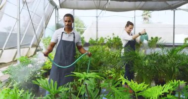 Kadın serada sulama tenekesi kullanırken erkek bitkileri hortumla suluyor. Bahçıvanlık, bahçıvanlık, takım çalışması, tarım, sürdürülebilirlik, sulama