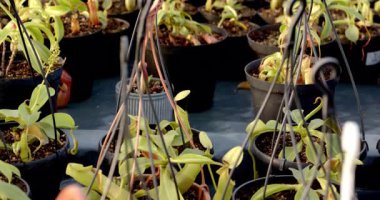 Sera fidanlığındaki saksılarda yetişen genç bitkiler. Bahçıvanlık, bahçıvanlık, tarım, tohum, tarım, yeşillik.