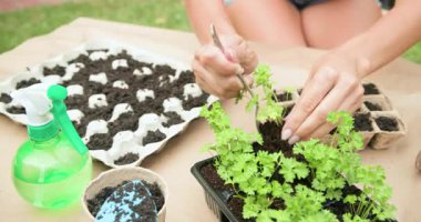 Yumurta kutusuna fidanlar ekerek, genç bitkilerle dikkatlice ilgilenerek. Bahçıvanlık, sürdürülebilirlik, çevre dostu, besleyici, organik, tarım