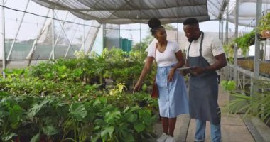 Afro-Amerikalı adam ve müşteri serada bitki bakımını tartışıyor, çevresi yeşilliklerle çevrili. Bahçıvanlık, bahçıvanlık, takım çalışması, sürdürülebilirlik, sohbet, doğa