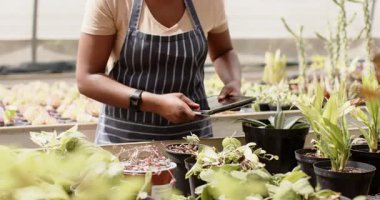 Afrika kökenli Amerikalı bir kadın serada bitki yetiştiriyor, önlük giyiyor ve işine odaklanıyor. Bahçıvanlık, tarım, bahçıvanlık, botanikçilik, tarım, doğa