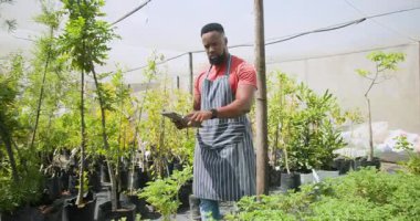 Afro-Amerikalı bir adam seradaki bitkileri incelerken tablet kullanıyor. Tarım, bahçıvanlık, teknoloji, tarım, tarım, yenilik